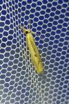 Agriphila geniculea