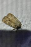 Luperina testacea