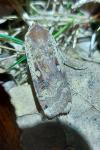 Noctua pronuba