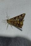 Chiasmia clathrata