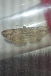 Peribatodes rhomboidaria rhomboidaria
