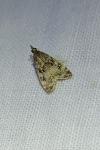 Eudonia truncicolella