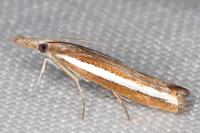 Agriphila latistria