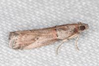 Acrobasis bithynella