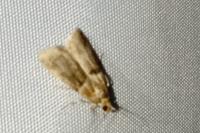 Acrobasis