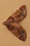Pyralis farinalis