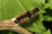Lymantria dispar
