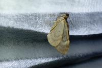 Thera britannica/variata