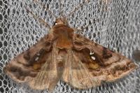Autographa pulchrina