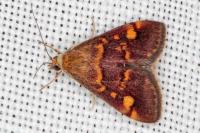 Pyrausta aurata