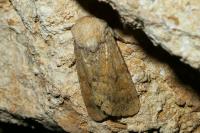 Dichagyris constanti
