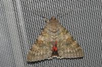 Catocala elocata