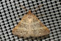 Perigune narbonea