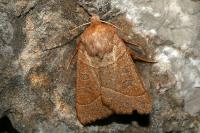 Mesogona acetosellae