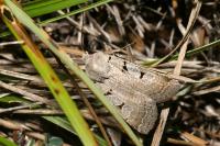 Eugnorisma glareosa