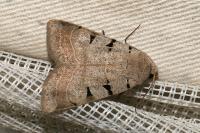 Eugnorisma glareosa