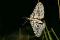 Calamodes occitanaria