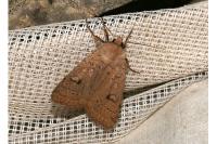 Xestia castanea