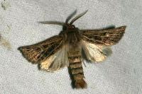 Tholera decimalis