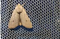Xestia castanea
