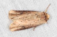 Axylia putris