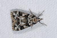 Eudonia delunella