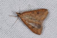 Udea ferrugalis