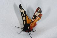 Arctia villica