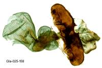 Wittia sororcula