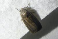 Proxenus hospes