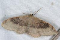 Idaea degeneraria