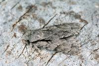 Acronicta tridens