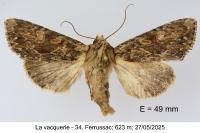 Apamea syriaca