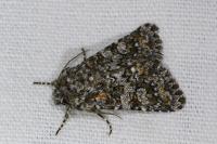 Hadena luteocincta