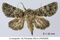 Hadena luteocincta