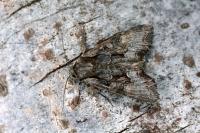 Lacanobia w-latinum