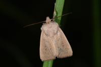 Mythimna sicula