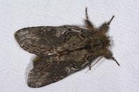 Peridea anceps
