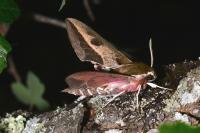 Hyles euphorbiae