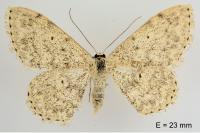 Scopula marginepunctata