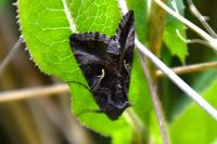 Autographa gamma