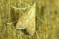 Antigastra catalaunalis