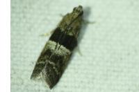 Elegia atrifasciella