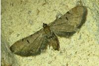 Eupithecia absinthiata