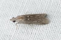Epischnia asteris