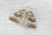 Nola squalida