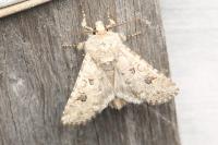 Anarta sodae
