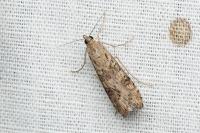 Nomophila noctuella