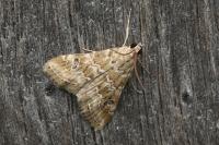 Hellula undalis