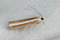 Agriphila latistria